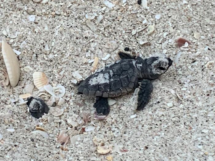 A loggerhead hatchling emerging before sunset. All activities in these photos were performed under permission from FWC MTPs 216 and 226.